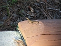 DSCF3083