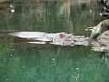 DSCF3101