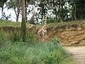 DSCF3124