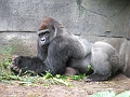 DSCF3161