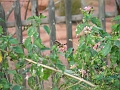 DSCF3426