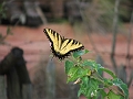 DSCF3430
