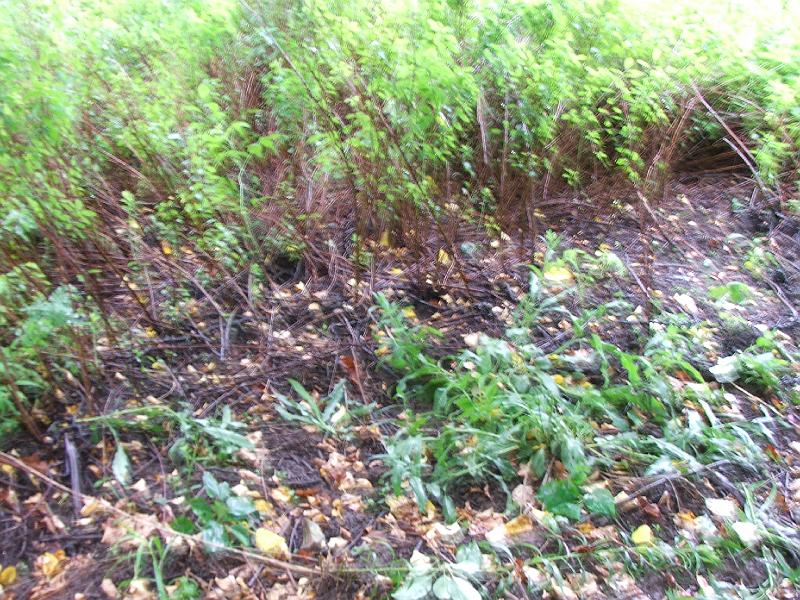 DSCF4463.JPG