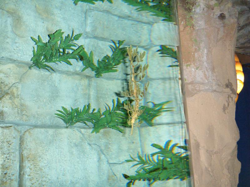 DSCF1436.JPG