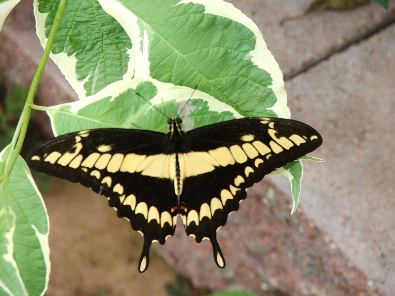 DSCF8392.JPG