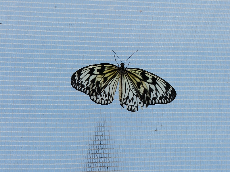 DSCF8405.JPG