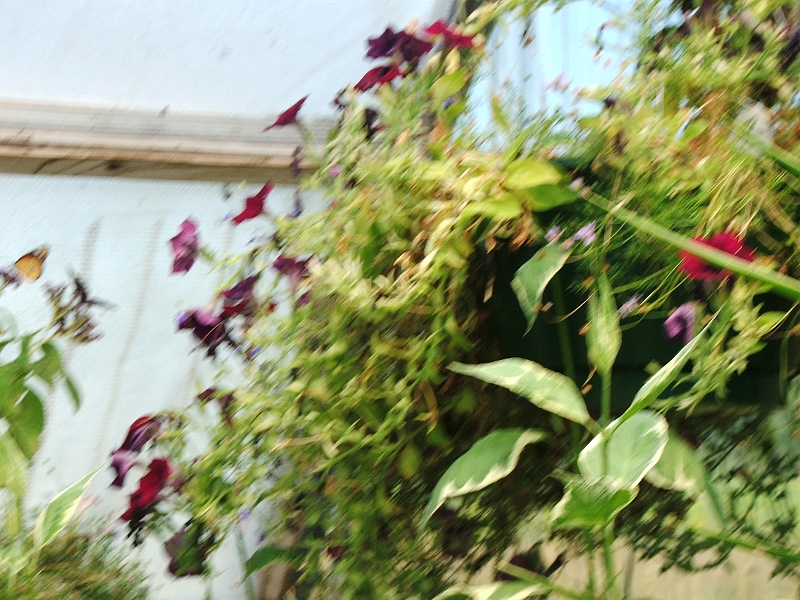 DSCF8407.JPG