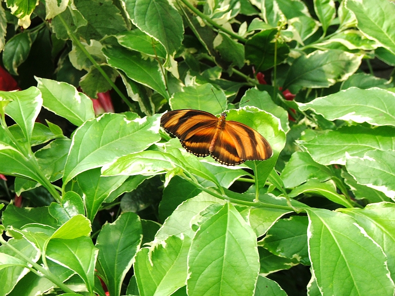 DSCF8409.JPG