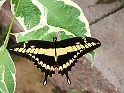 DSCF8392