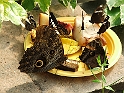 DSCF8395