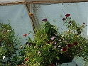 DSCF8406