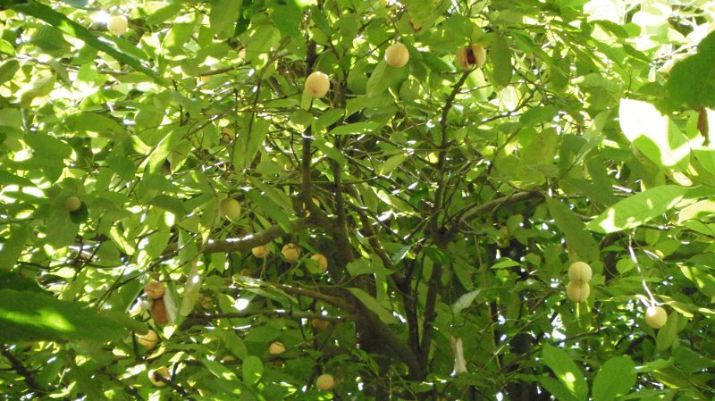 DSCF0733.JPG