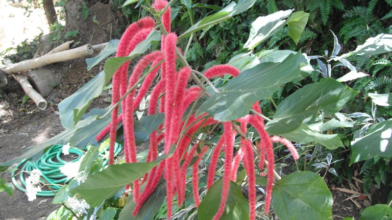 DSCF0739.JPG
