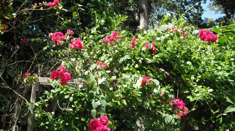 DSCF0752.JPG