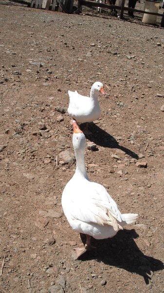 DSCF0881.JPG
