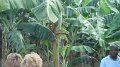 DSCF0701