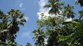 DSCF0746