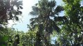 DSCF0750