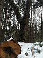 IMG_2851