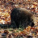 20151129_090937