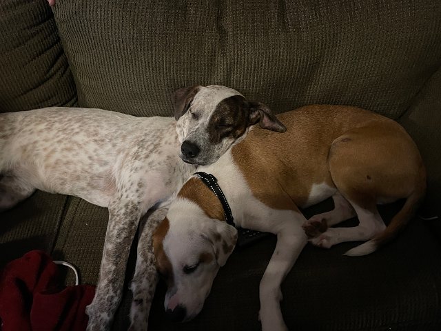 IMG 0678