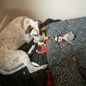 IMG 1342