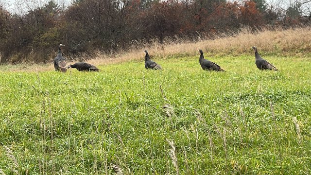 IMG 3518
