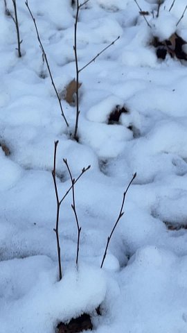 IMG 3671