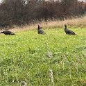 IMG 3518