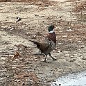 IMG 3551