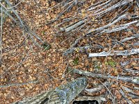 68868370857  5E772373-4DC5-4100-BBCB-E5FA40B7E662