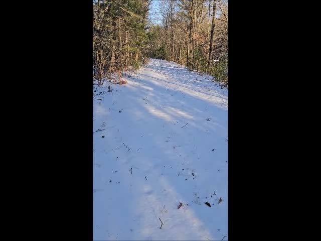 huntingdeerfoundbearprintsinsnow