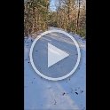 huntingdeerfoundbearprintsinsnow