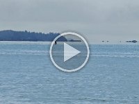 humpbackquickpecflip