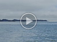 humpbackslappingpecfin